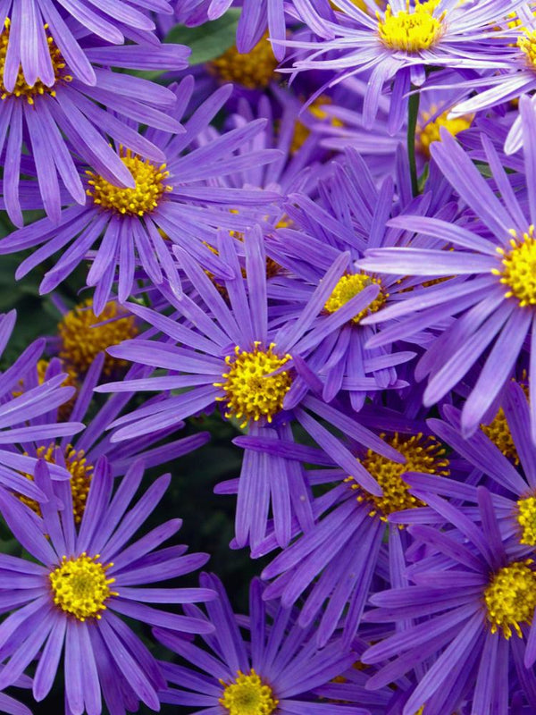 Sommer-Aster, Berg-Aster, Aster amellus 'Veilchenkönigin' kaufen im Online-Shop der Bohlken Baumschulen