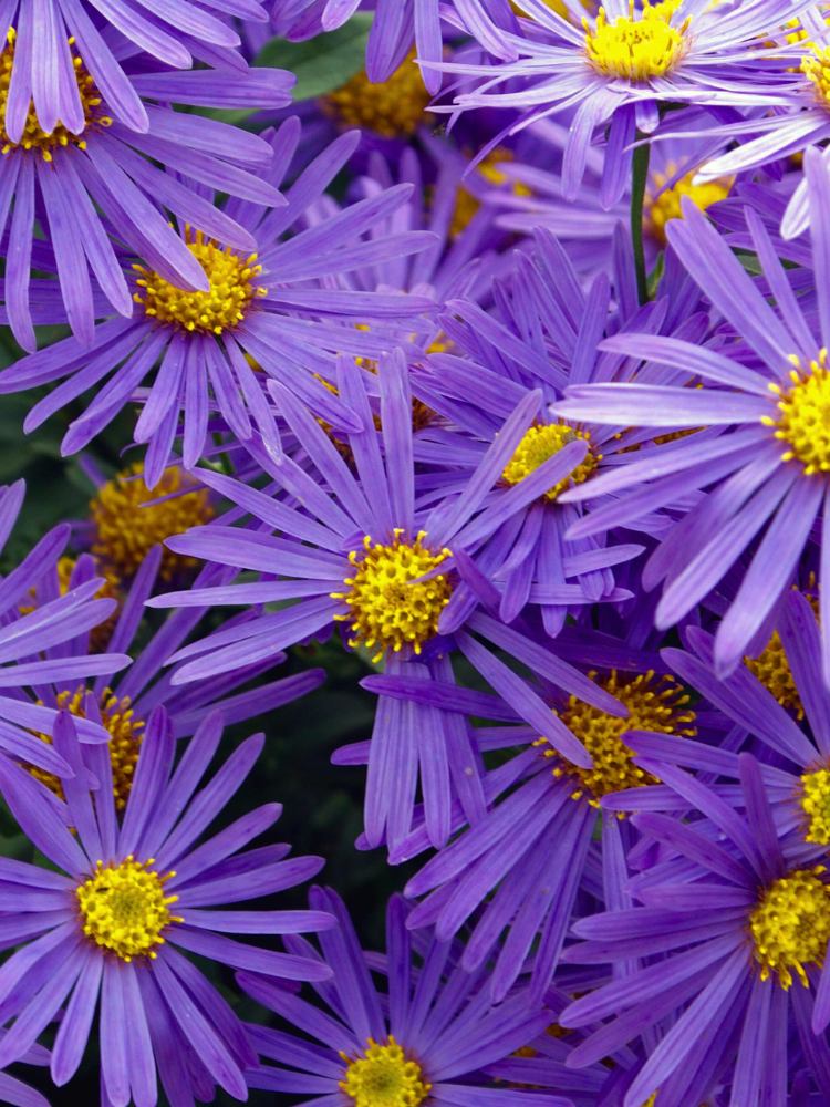 Sommer-Aster, Berg-Aster, Aster amellus 'Veilchenkönigin' kaufen im Online-Shop der Bohlken Baumschulen