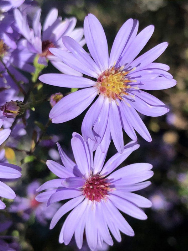 Schleier-Aster, Aster cordifolius 'Ideal' kaufen im Online-Shop der Bohlken Baumschulen