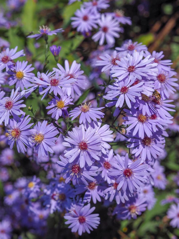 Schleier-Aster, Aster cordifolius 'Ideal' kaufen im Online-Shop der Bohlken Baumschulen