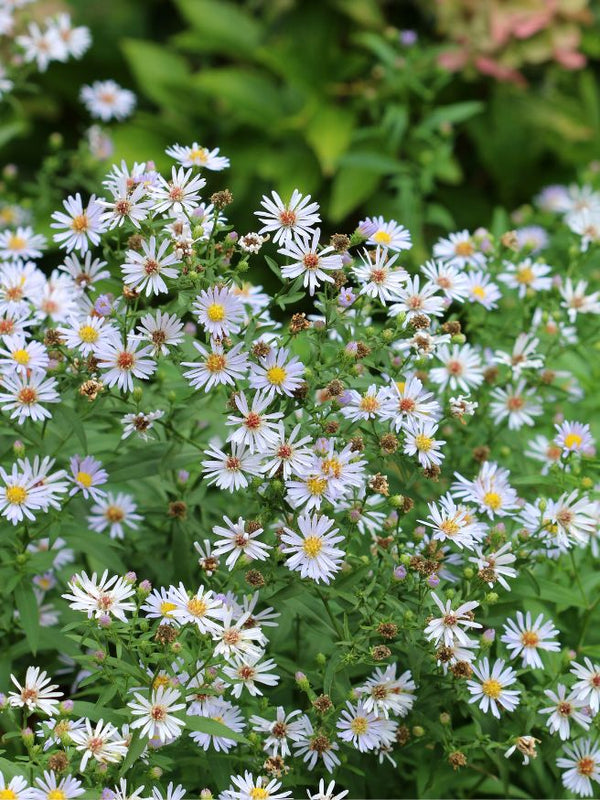 Schleier-Aster, Wald-Aster, Aster cordifolius 'Silver Spray' kaufen im Online-Shop der Bohlken Baumschulen