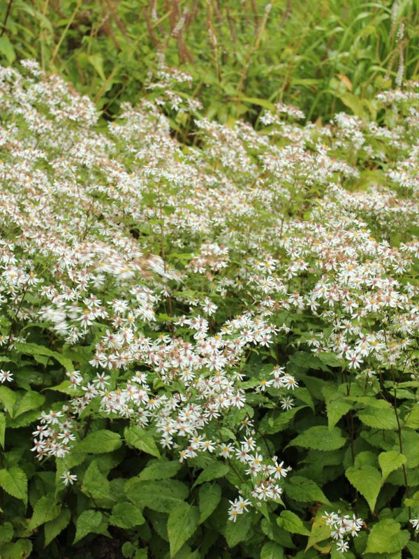 Weiße Wald-Aster, Sperrige Aster, Aster divaricatus kaufen im Online-Shop der Bohlken Baumschulen