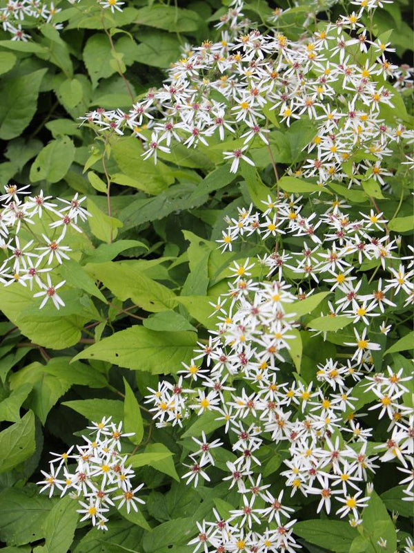 Weiße Wald-Aster, Sperrige Aster, Aster divaricatus kaufen im Online-Shop der Bohlken Baumschulen