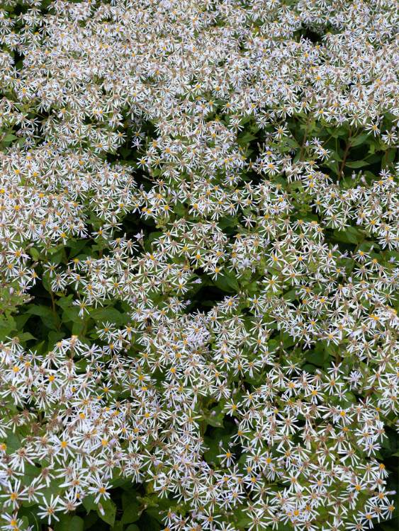 Weiße Wald-Aster, Sperrige Aster, Aster divaricatus 'Tradescant' kaufen im Online-Shop der Bohlken Baumschulen