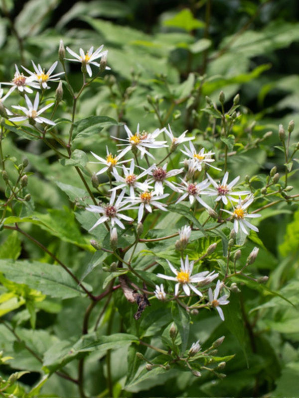 Weiße Wald-Aster, Sperrige Aster, Aster divaricatus 'Tradescant' kaufen im Online-Shop der Bohlken Baumschulen