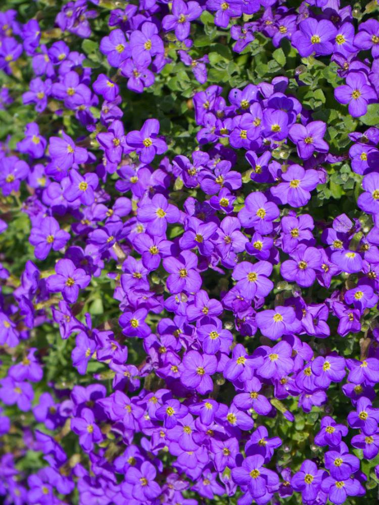 Blaukissen, Aubrieta x cultorum 'Blaumeise' kaufen im Online-Shop der Bohlken Baumschulen