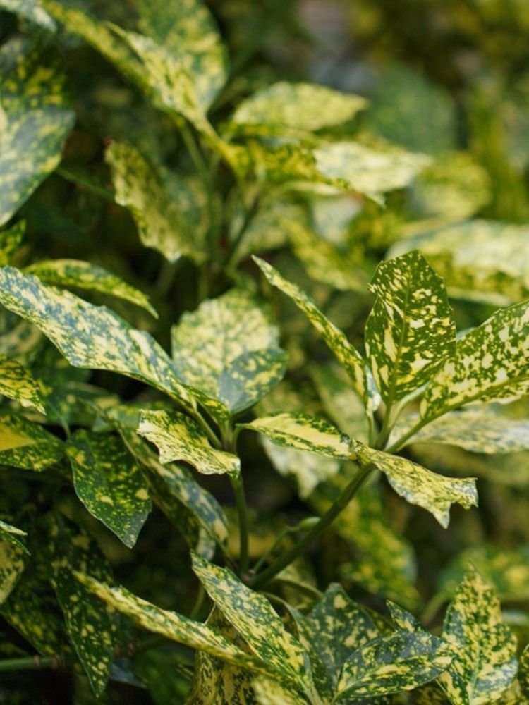 Goldorange 'Crotonifolia', Aucuba japonica 'Crotonifolia' kaufen im Online-Shop der Bohlken Baumschulen