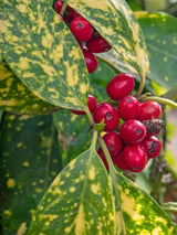 Goldorange 'Crotonifolia', Aucuba japonica 'Crotonifolia' kaufen im Online-Shop der Bohlken Baumschulen