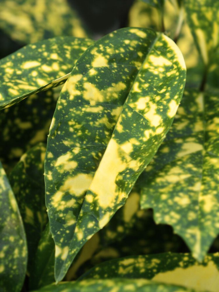 Goldorange 'Crotonifolia', Aucuba japonica 'Crotonifolia' kaufen im Online-Shop der Bohlken Baumschulen