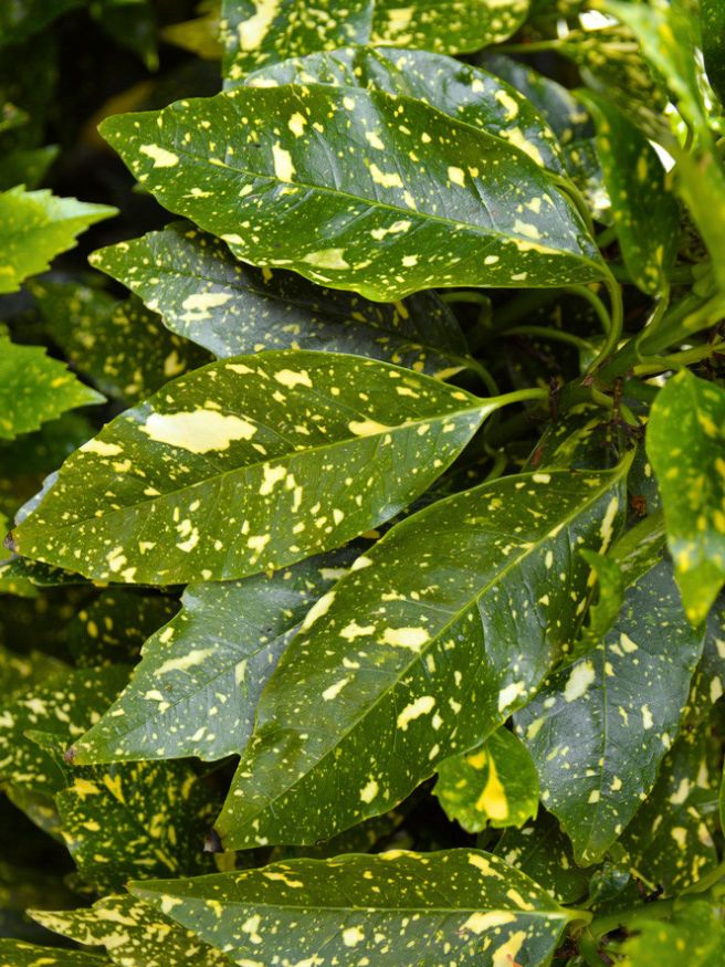 Aucuba japonica 'Variegata' mit Frucht, Pflanzen im Onlineshop von Bohlken Baumschulen