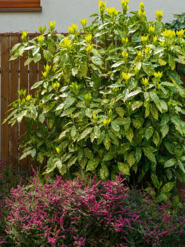 Jetzt Metzgerpalme 'Variegata' online kaufen bei Bohlken Pflanzenversand –  Bohlken Pflanzenversand GbR