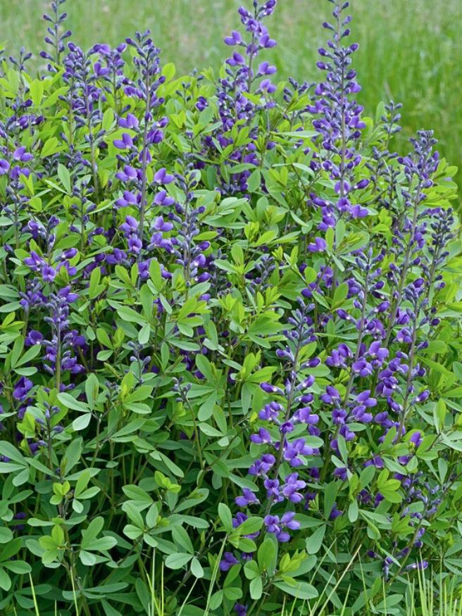 Blaue Färberhülse, Indigolupine, Baptisia australis kaufen im Online-Shop der Bohlken Baumschulen