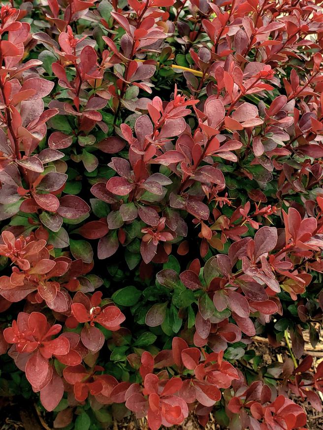 Rote Zwerg-Berberitze, Berberis thunbergii 'Bagatelle'  kaufen im Online-Shop der Bohlken Baumschulen