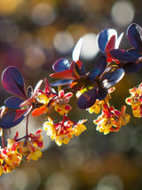 Rote Berberitze 'Carmen', Berberis thunbergii 'Carmen' kaufen im Online-Shop der Bohlken Baumschulen