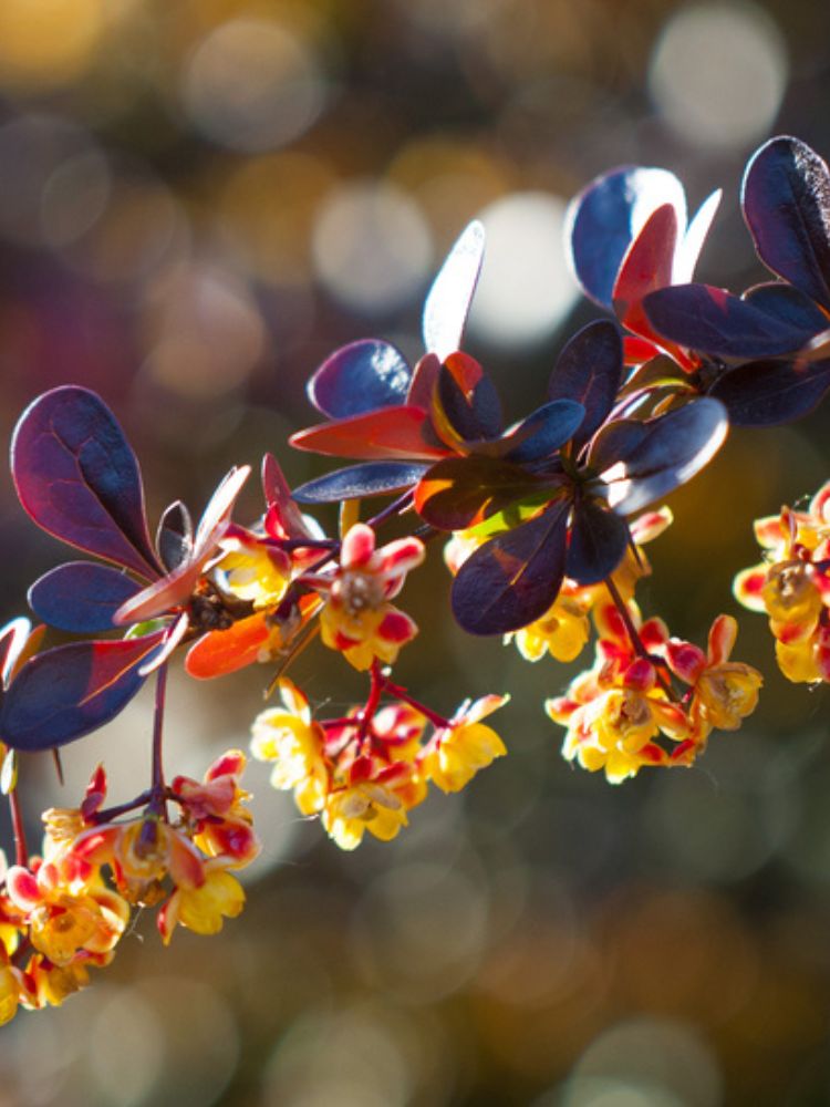 Rote Berberitze 'Carmen', Berberis thunbergii 'Carmen' kaufen im Online-Shop der Bohlken Baumschulen