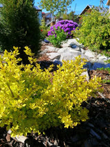Gelbe Zwergberberitze, Goldberberitze 'Aurea' im Garten, Berberis thunbergii 'Aurea' kaufen im Online-Shop der Bohlken Baumschulen