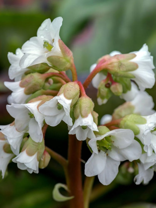 Bergenie, Bergenia cordifolia 'Bressingham White' kaufen im Online-Shop der Bohlken Baumschulen