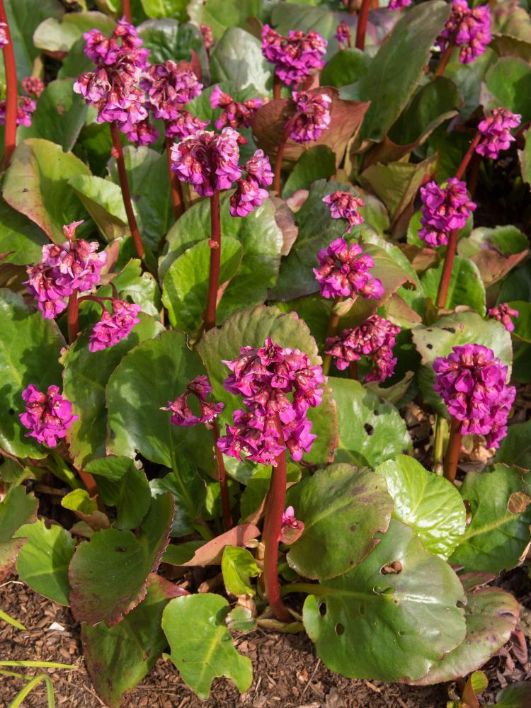 Bergenie, Bergenia cordifolia 'Eroica' kaufen im Online-Shop der Bohlken Baumschulen