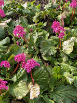 Bergenie, Bergenia cordifolia 'Eroica' kaufen im Online-Shop der Bohlken Baumschulen