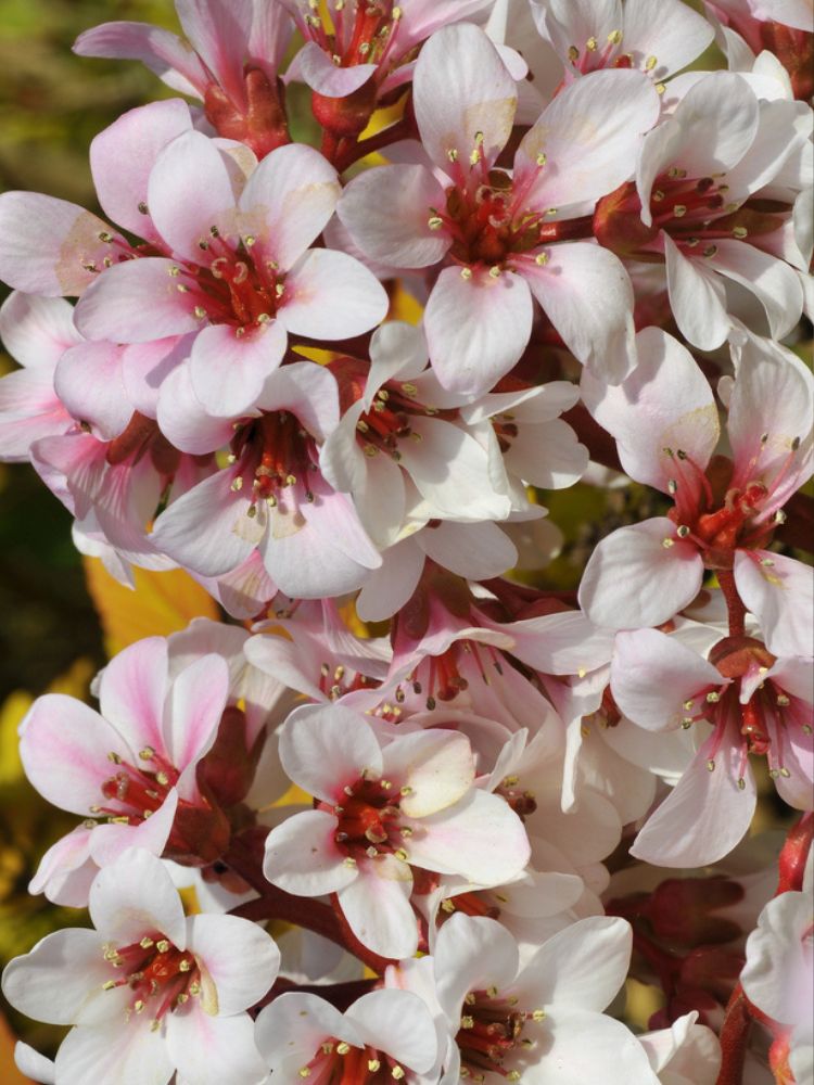 Bergenie, Bergenia cordifolia 'Silberlicht' kaufen im Online-Shop der Bohlken Baumschulen
