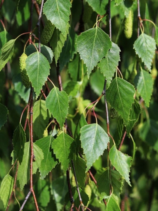 Trauerbirke, Hängebirke, Sandbirke, Betula pendula 'Youngii' kaufen im Online-Shop der Bohlken Baumschulen