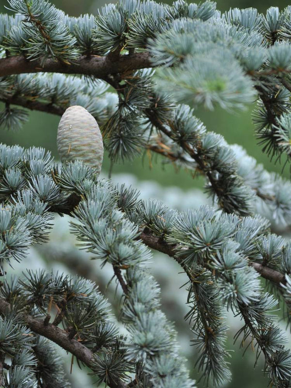 Blaue Atlas-Zeder, Cedrus libani 'Glauca', Cedrus atlantica 'Glauca' kaufen im Online-Shop der Bohlken Baumschulen