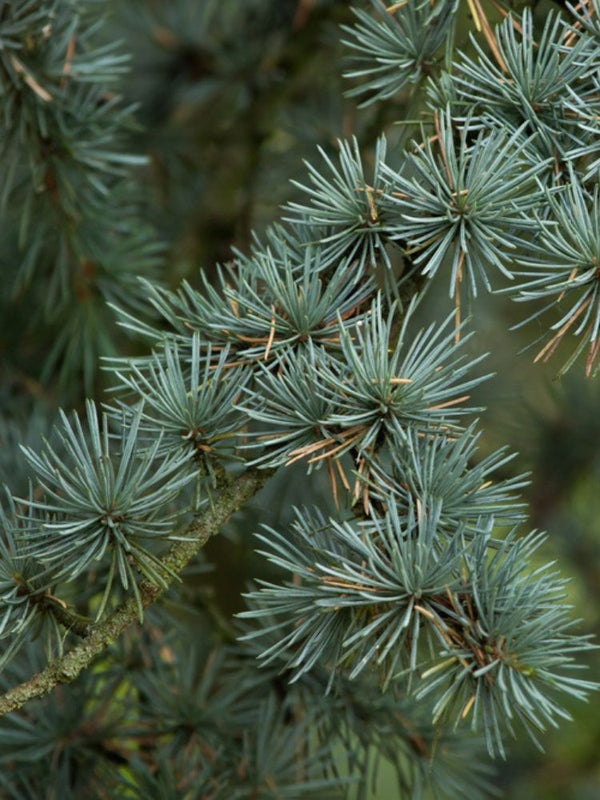 Blaue Atlas-Zeder, Cedrus libani 'Glauca', Cedrus atlantica 'Glauca' kaufen im Online-Shop der Bohlken Baumschulen