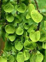Hängender Katsurabaum, Kuchenbaum, Judasblatt, Cercidiphyllum japonicum 'Pendulum' kaufen im Online-Shop der Bohlken Baumschulen

