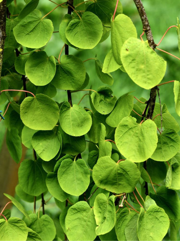 Hängender Katsurabaum, Kuchenbaum, Judasblatt, Cercidiphyllum japonicum 'Pendulum' kaufen im Online-Shop der Bohlken Baumschulen
