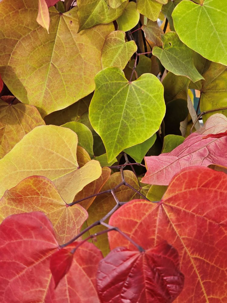 Kanadischer Judasbaum, Cercis canadensis 'Eternal Flame' ® kaufen im Online-Shop der Bohlken Baumschulen