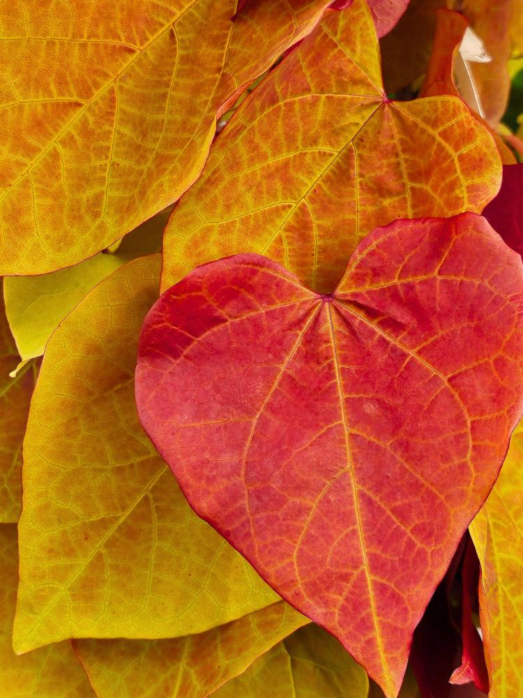 Kanadischer Judasbaum, Cercis canadensis 'Eternal Flame' ® kaufen im Online-Shop der Bohlken Baumschulen