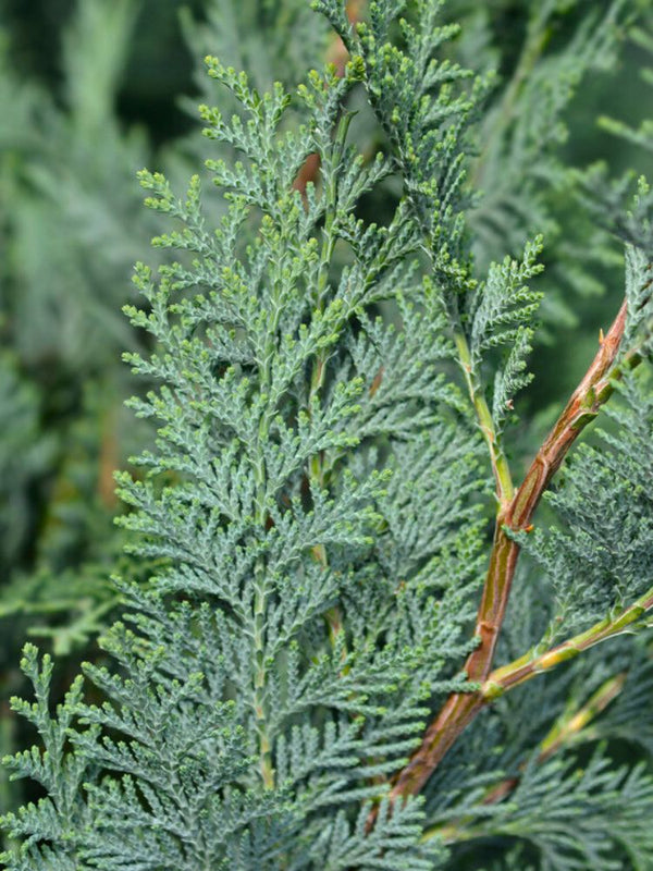 Blaue Säulen-Zypresse, Chamaecyparis lawsoniana 'Columnaris' kaufen im Online-Shop nder Bohlken Baumschulen