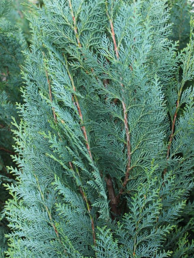 Jetzt Blaue Säulenzypresse 'Columnaris' online kaufen bei Bohlken