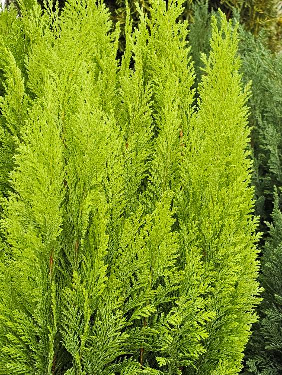 Kegel-Zypresse, Chamaecyparis lawsoniana 'Ellwood's Empire' kaufen im Online-Shop der Bohlken Baumschulen