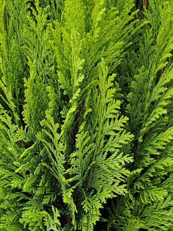 Kegel-Zypresse, Chamaecyparis lawsoniana 'Ellwood's Empire' kaufen im Online-Shop der Bohlken Baumschulen