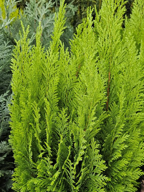 Kegel-Zypresse, Chamaecyparis lawsoniana 'Ellwood's Empire' kaufen im Online-Shop der Bohlken Baumschulen