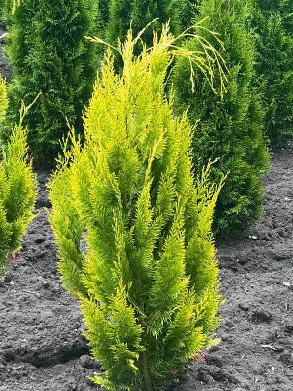 Gelbe Schein-Zypresse, Chamaecyparis lawsoniana 'Ivonne' kaufen im Online-Shop der Bohlken Baumschulen