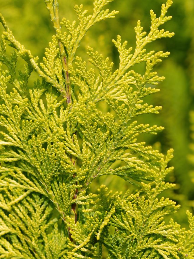 Gelbe Schein-Zypresse, Chamaecyparis lawsoniana 'Ivonne' kaufen im Online-Shop der Bohlken Baumschulen