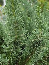Kegel-Zypresse, Chamaecyparis lawsoniana 'Little Spire' kaufen im Online-Shop der Bohlken Baumschulen