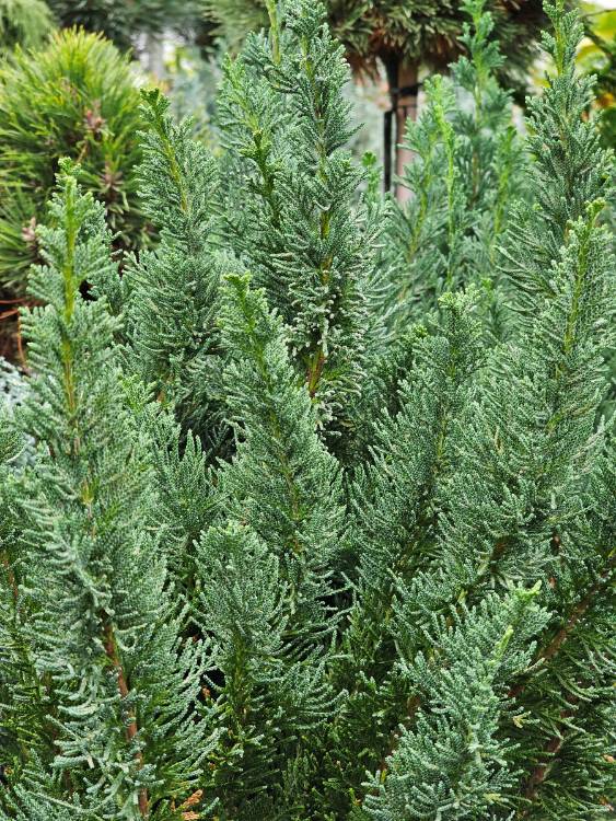 Kegel-Zypresse, Chamaecyparis lawsoniana 'Little Spire' kaufen im Online-Shop der Bohlken Baumschulen