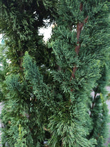 Scheinzypresse, Chamaecyparis lawsoniana 'Wissel's Saguaro' kaufen im Online-Shop der Bohlken Baumschulen