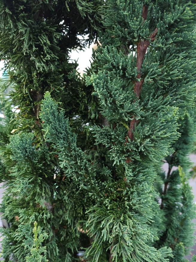 Scheinzypresse, Chamaecyparis lawsoniana 'Wissel's Saguaro' kaufen im Online-Shop der Bohlken Baumschulen