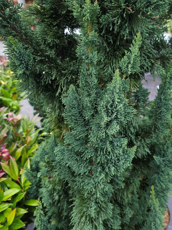 Scheinzypresse, Chamaecyparis lawsoniana 'Wissel's Saguaro' kaufen im Online-Shop der Bohlken Baumschulen
