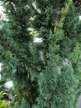 Scheinzypresse, Chamaecyparis lawsoniana 'Wissel's Saguaro' kaufen im Online-Shop der Bohlken Baumschulen