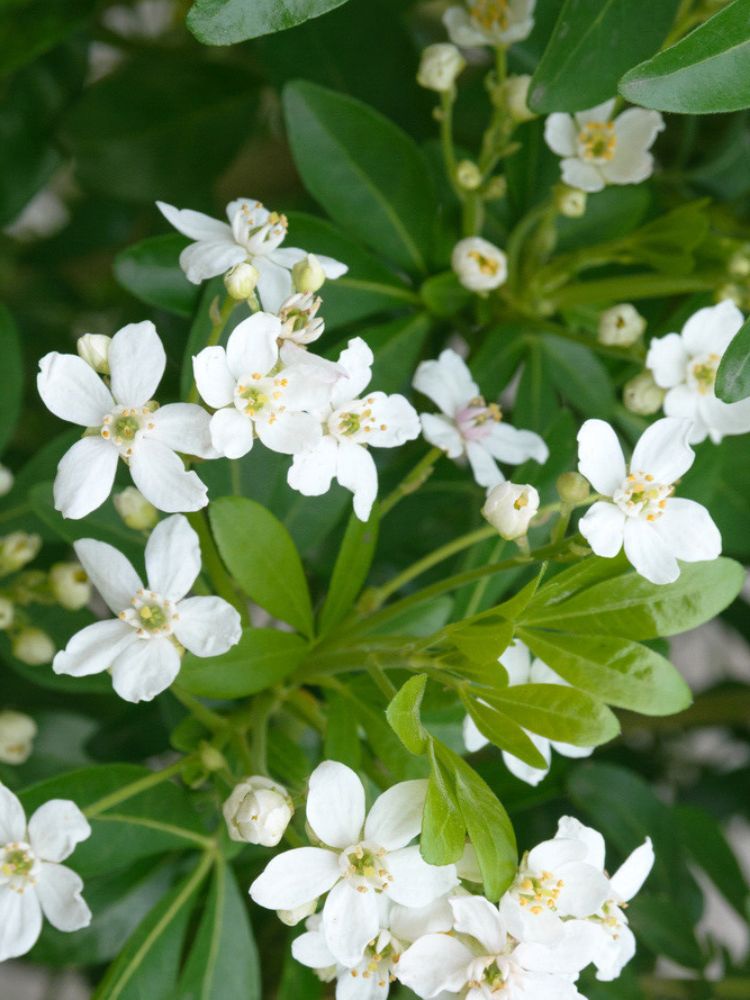 Mexikanische Orangeblume, Choisya ternata kaufen im Online-Shop der Bohlken Baumschulen