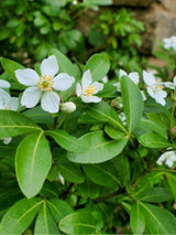 Mexikanische Orangeblume, Choisya ternata kaufen im Online-Shop der Bohlken Baumschulen