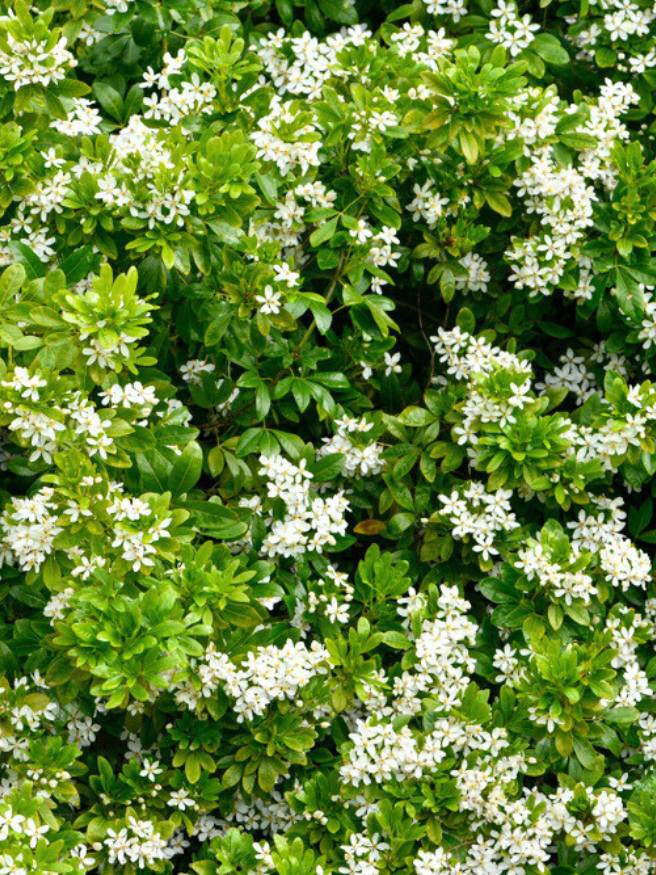 Mexikanische Orangeblume, Choisya ternata kaufen im Online-Shop der Bohlken Baumschulen