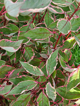 Hartriegel, Cornus alba 'Miracle' ® kaufen im Online-Shop der Bohlken Baumschulen