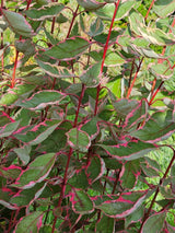 Hartriegel, Cornus alba 'Miracle' ® kaufen im Online-Shop der Bohlken Baumschulen