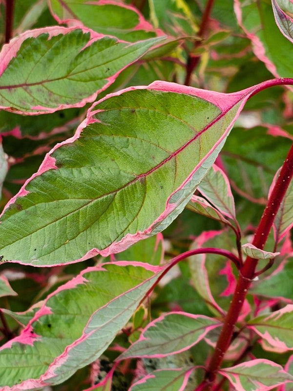 Hartriegel, Cornus alba 'Miracle' ® kaufen im Online-Shop der Bohlken Baumschulen